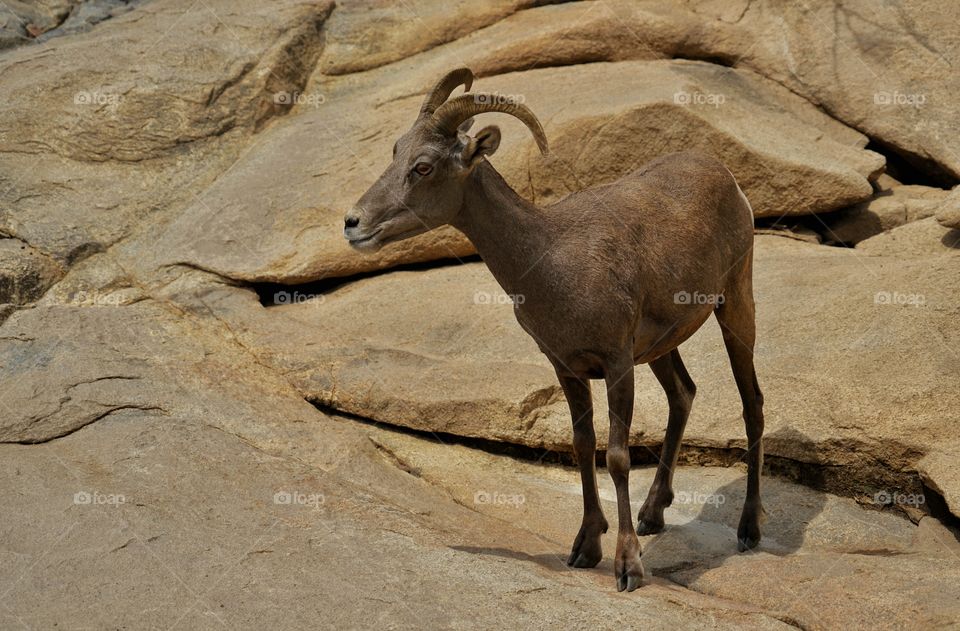 Desert Bighorn Sheep