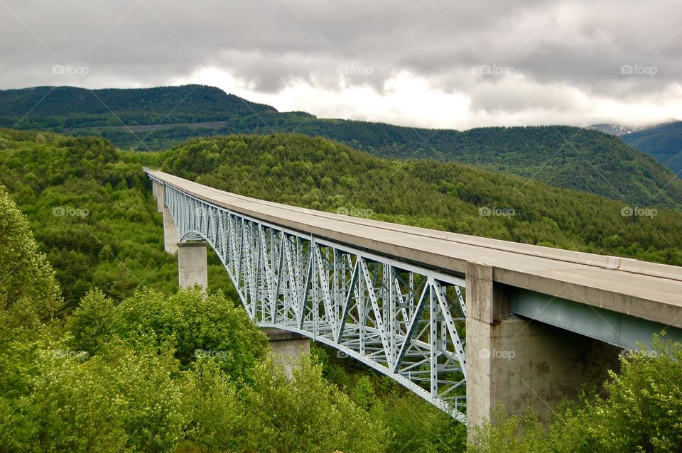 Bridge In The Forest