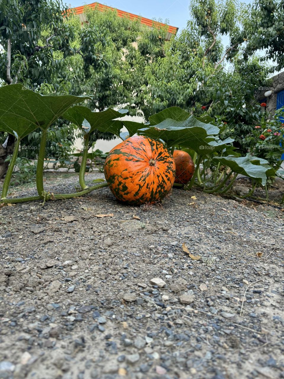 Pumpkin with beautiful color in hot summer