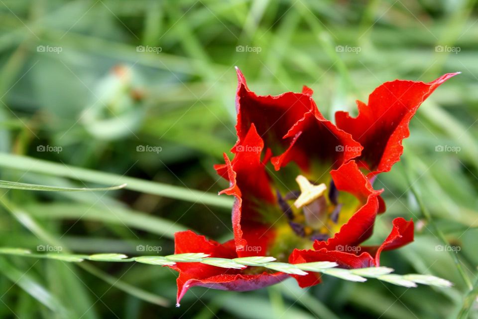 beautiful floral splendor