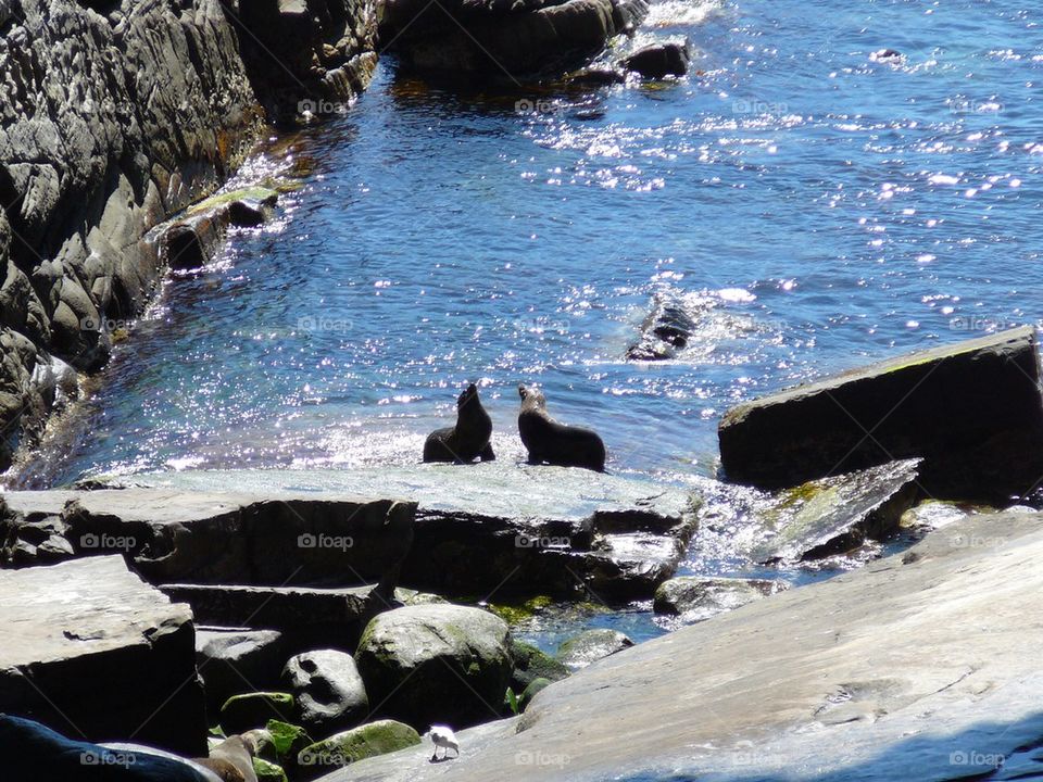 Seals in Love