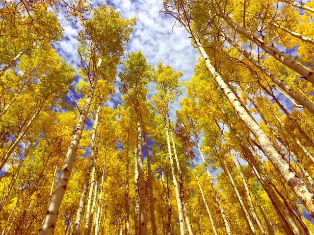 Fall 