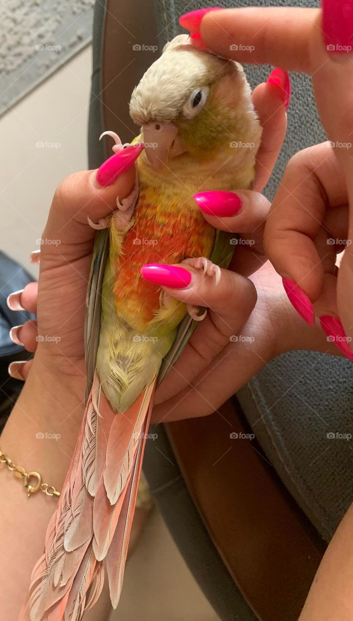 Talking greenchick or conure is so cute and very depends on his owner . He is so jealous about his owner that her husband has so problem about this pretty naughty parrot... The parrot is so smart and understand feelings.His talking is very awesome.