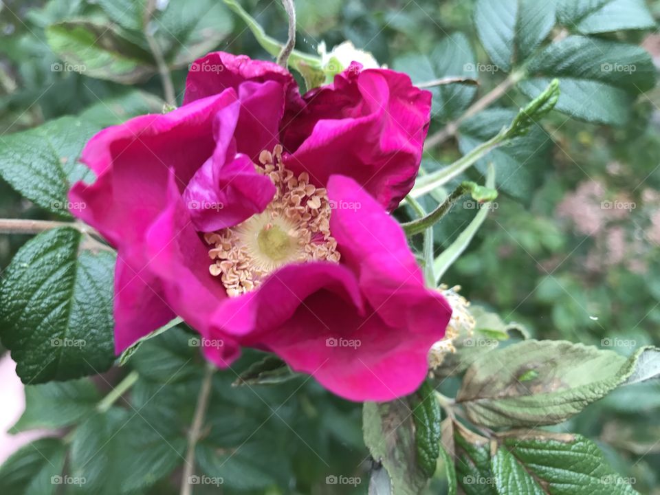 A beautiful imperfect rose