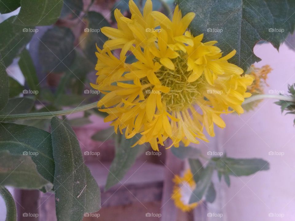 sunflower yellow flower seasonal fresh looks very beautiful generally found everywhere seasonal