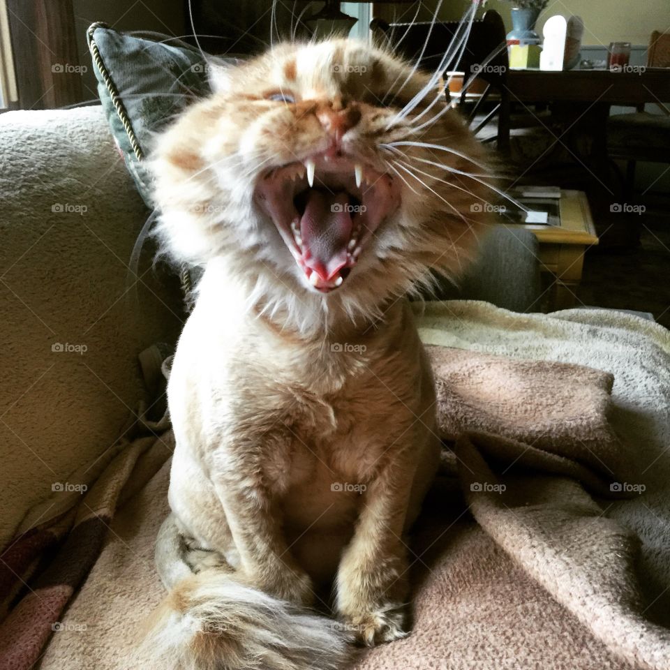 Let yawning. 
