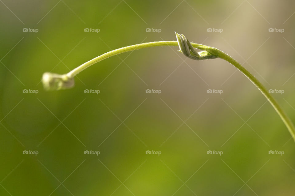 Green young bud on the plant