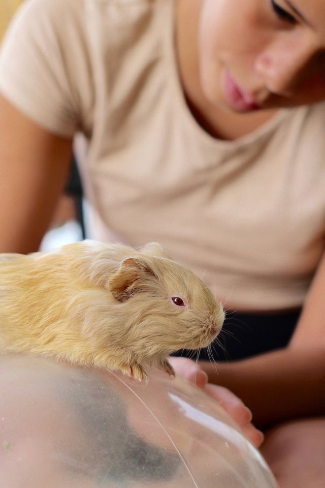 the girl with her guinea pig