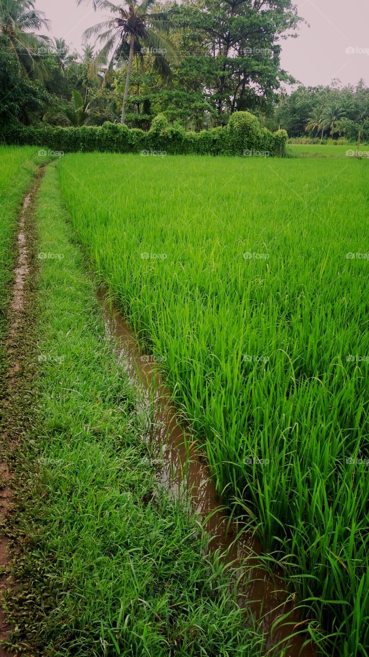 paddy field.