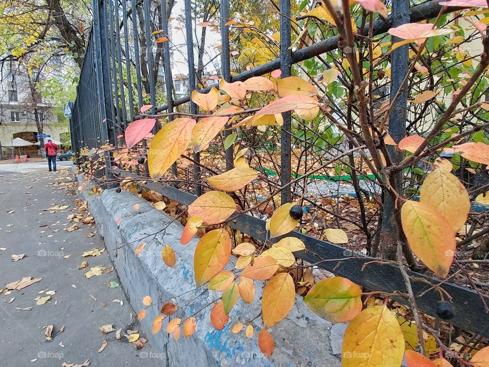 Autumn fence. 