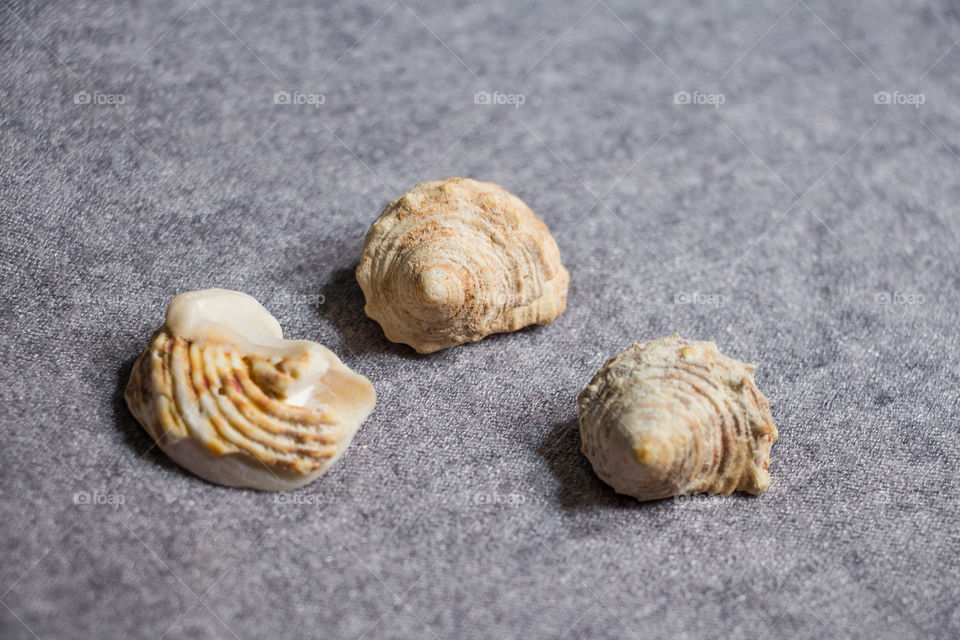 Three different cockles.