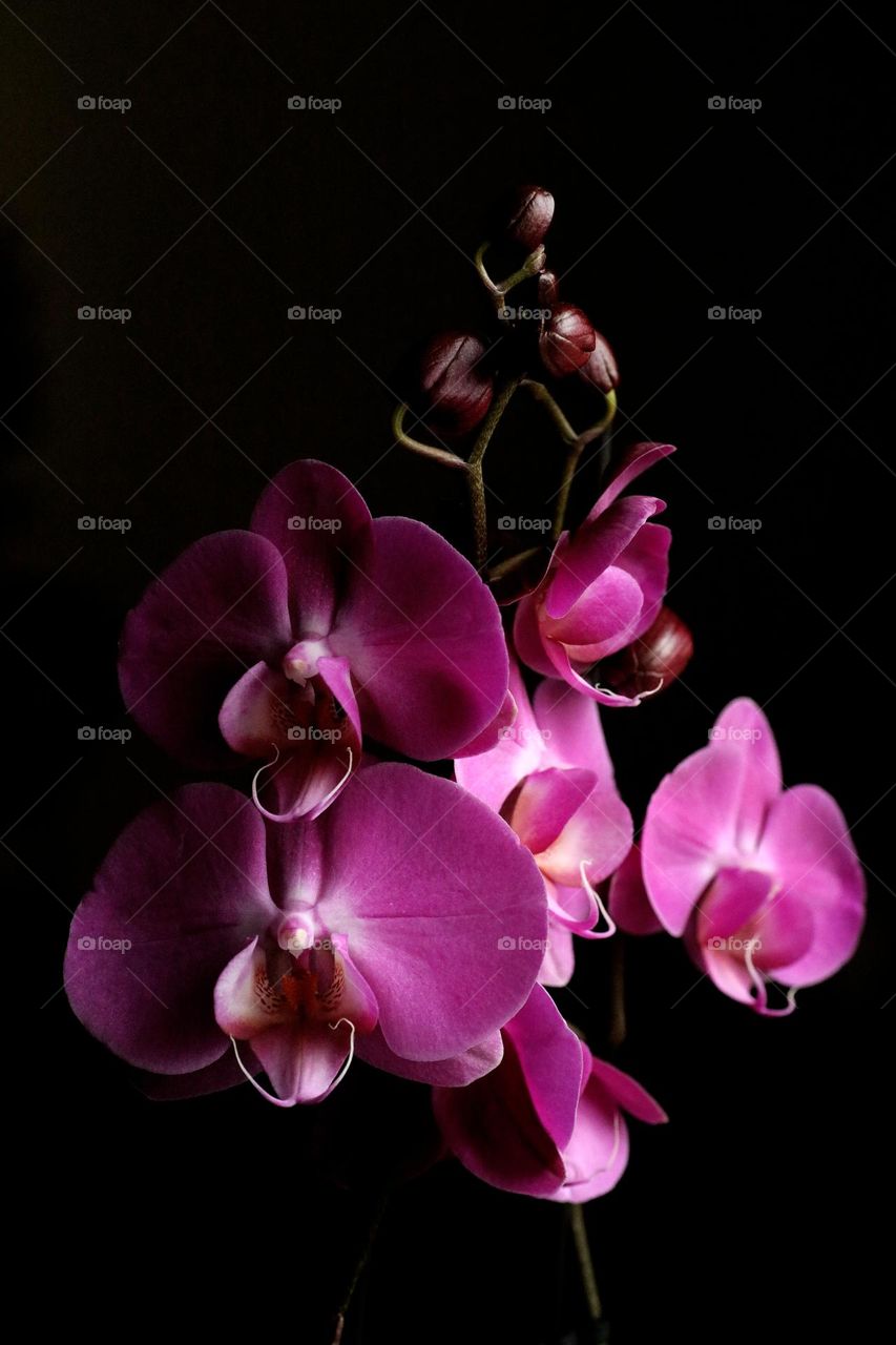 Orchid flower blossoming close up background