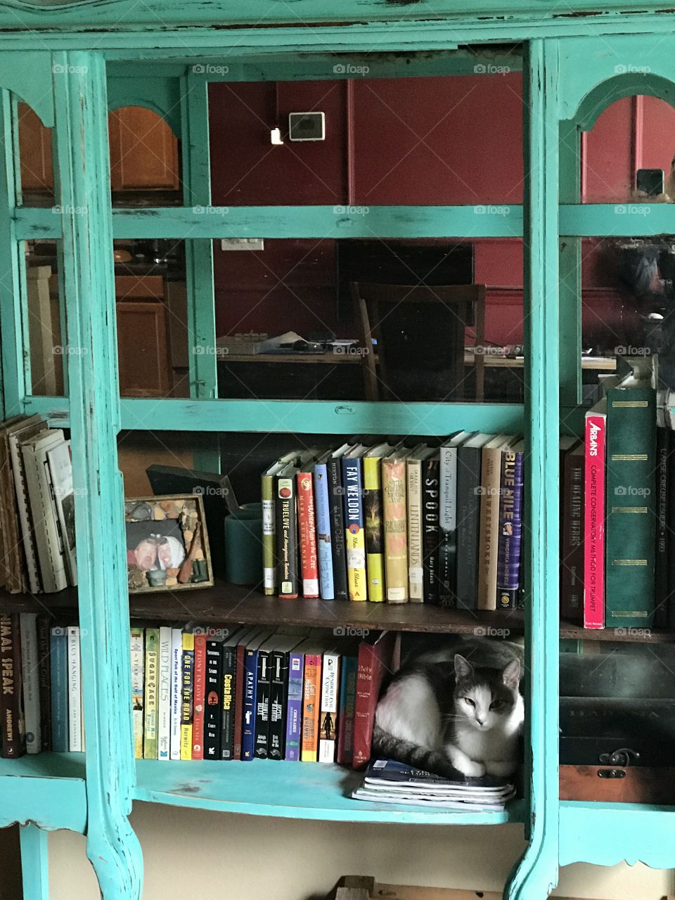 Cat hiding on bookshelf 