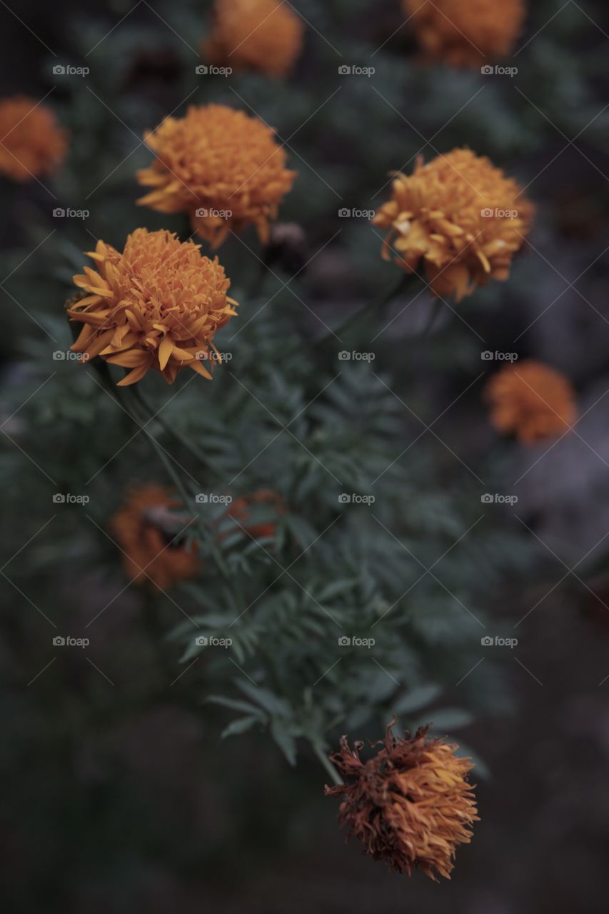 flowers in dark tone