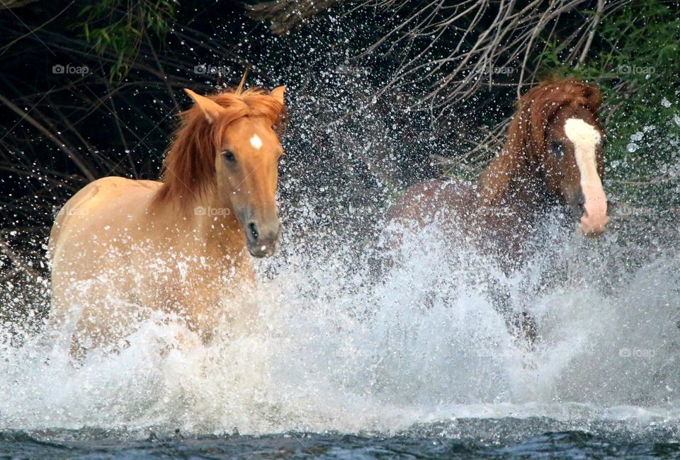 Wild Horses Galloping in River