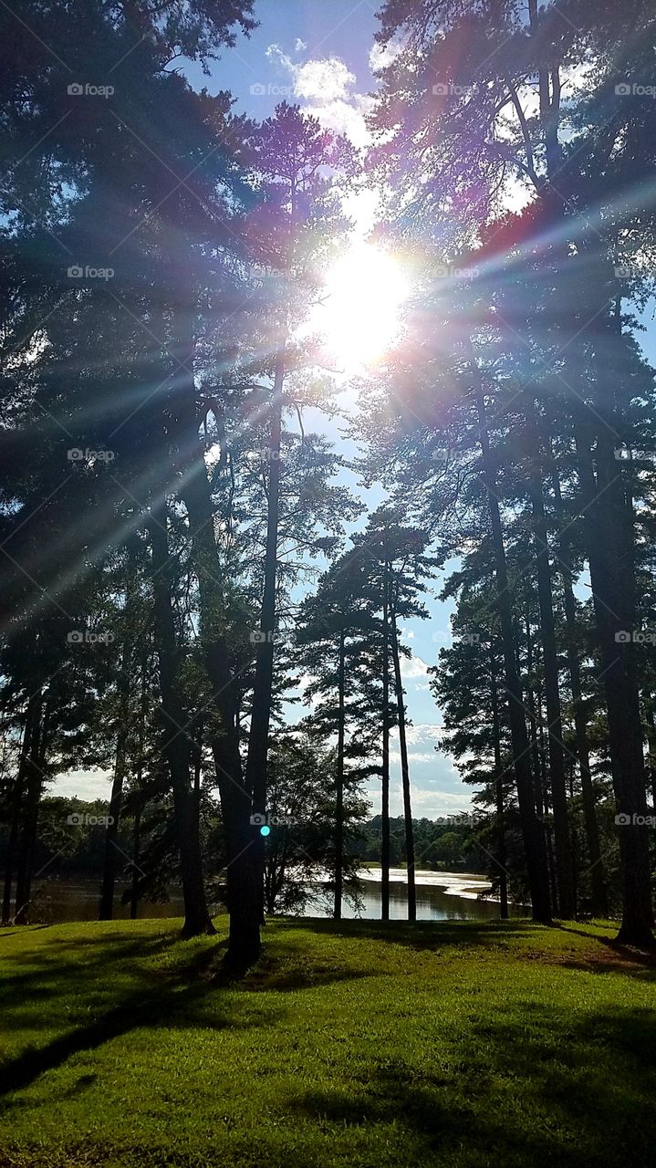 The wonderful sunshine strongly peeking through the trees!!