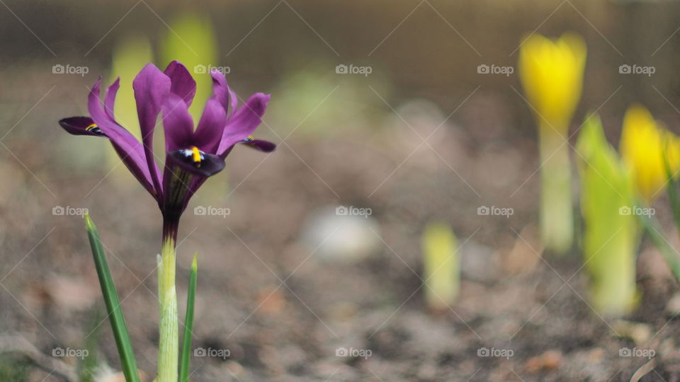 Nature, Flower, Growth, No Person, Flora