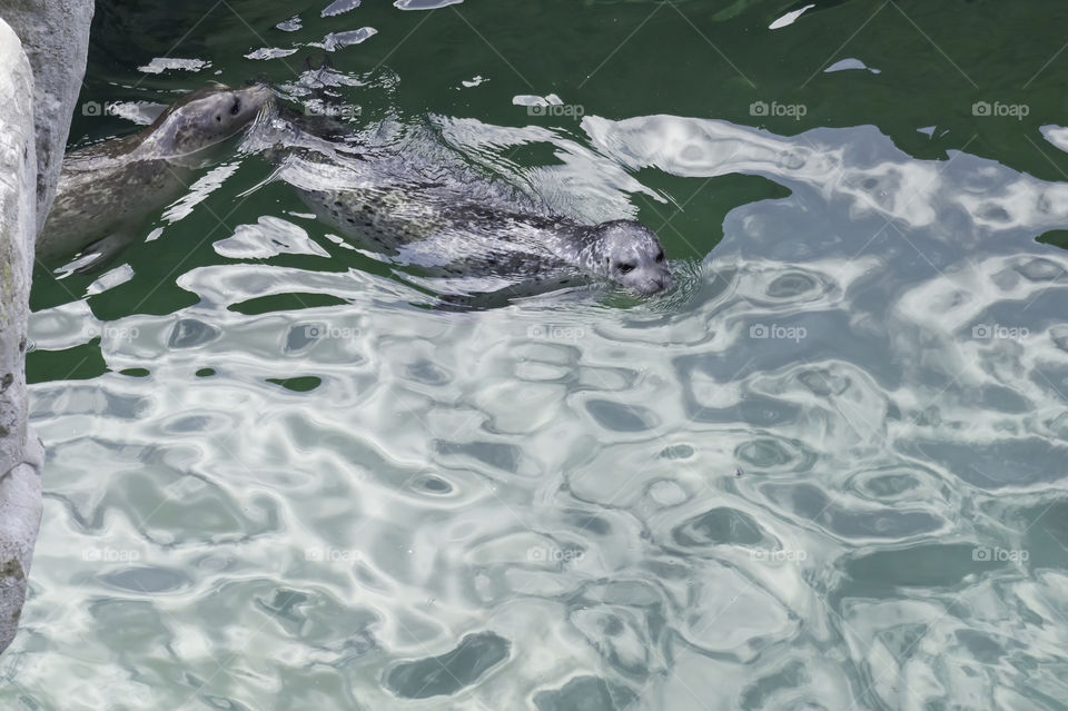 Two seals on surface of the water