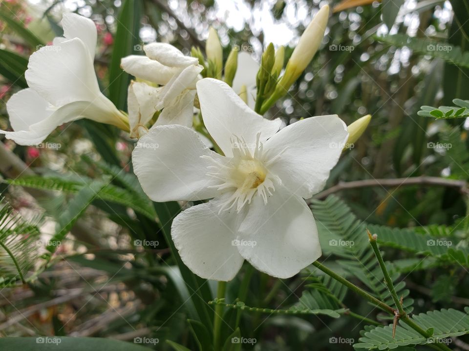 flower