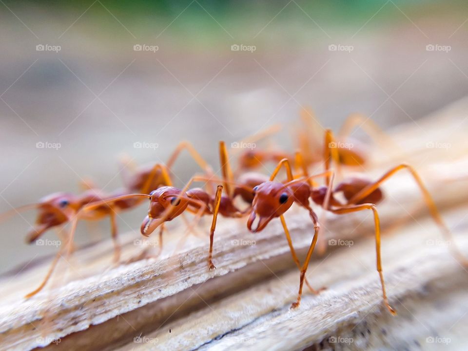Race of ants