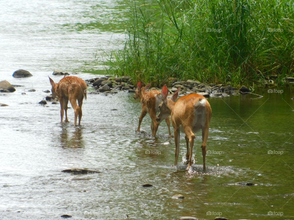Mother Doe with Babies Walking in Water