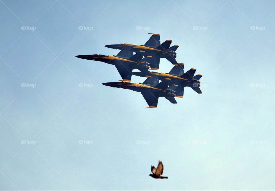 Blue Angels and a bird