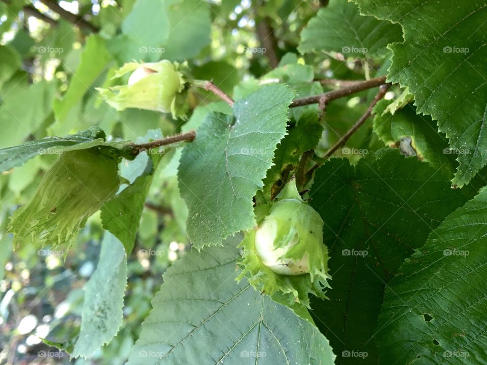 Future hazelnuts 