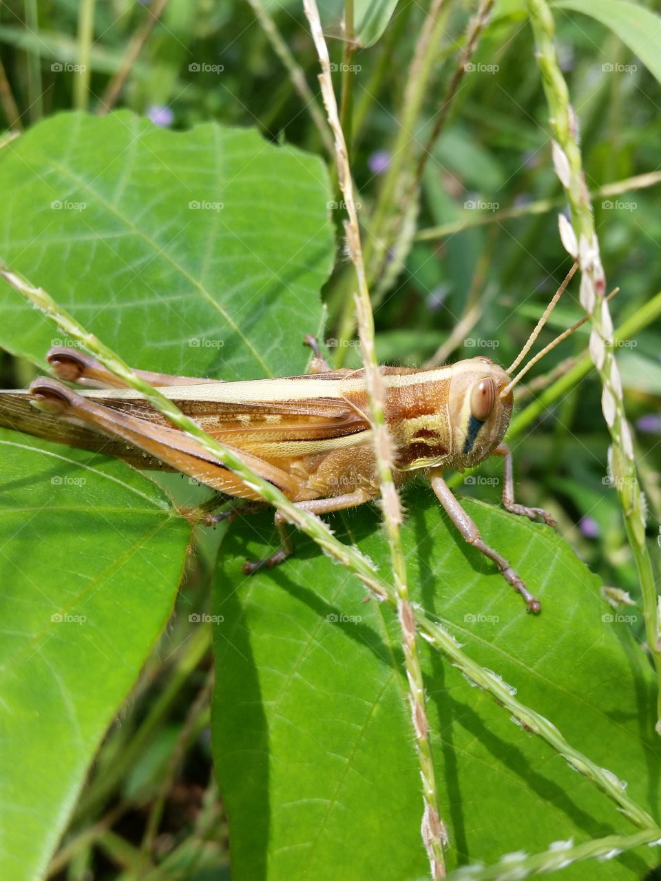 Grasshopper