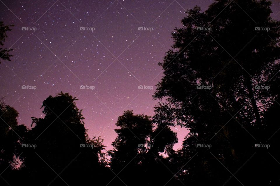 Starry night, meteor shower, tree  silhouettes 