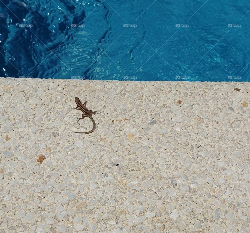 Gecko By The Water