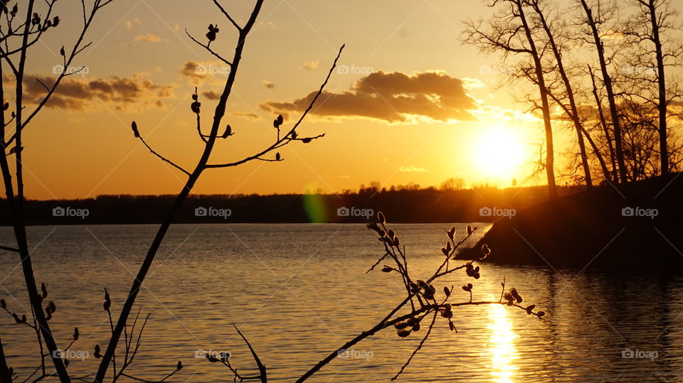 Silhouette of bare trees