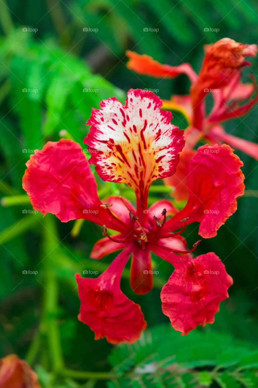 Red Flower