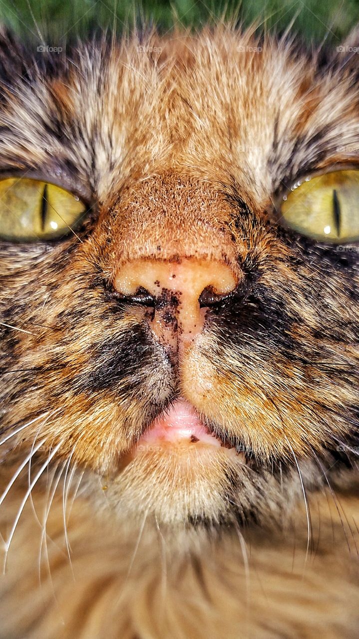 close up of cats face