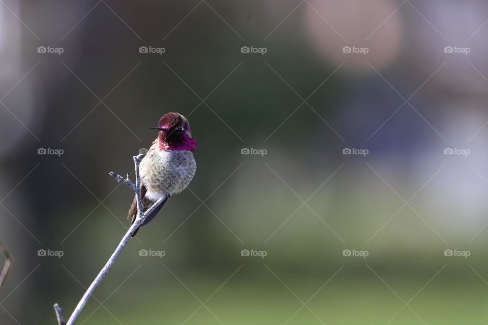 Anna's hummingbird showing its colours 