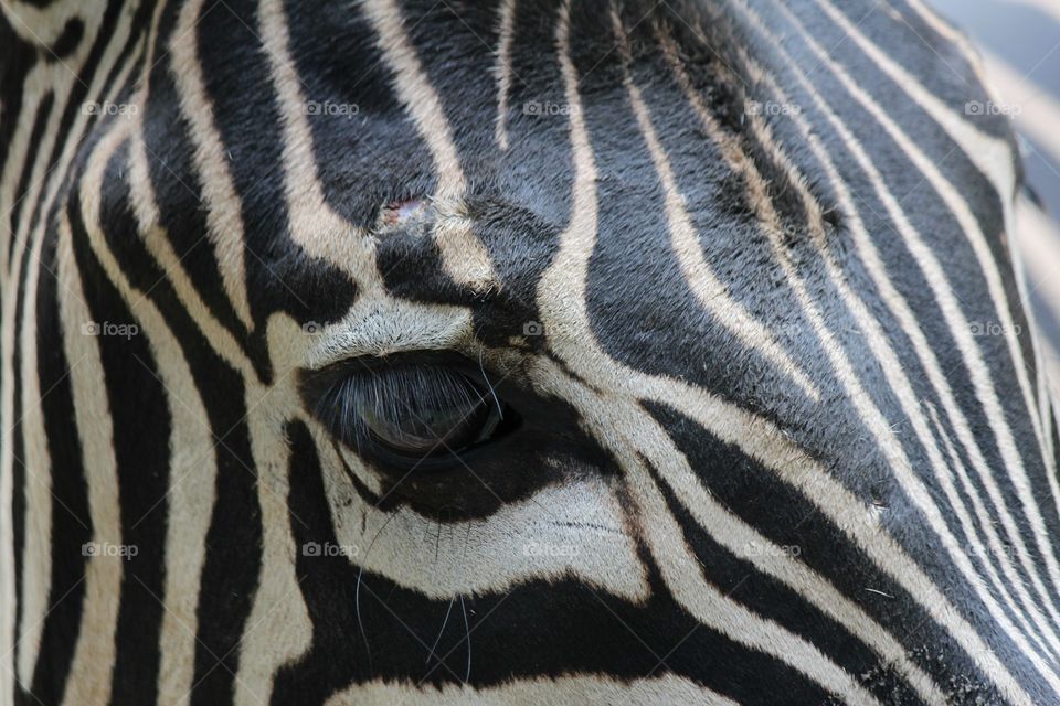 Zebra im Zoo Osnabrück ganz nah