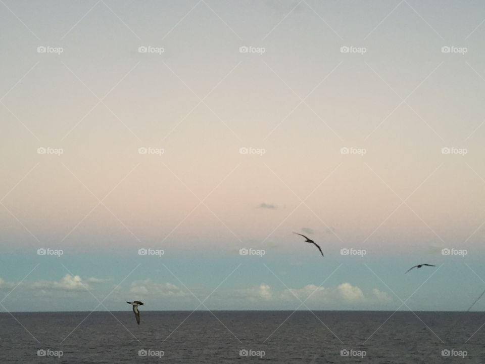 Birds above the ocean 