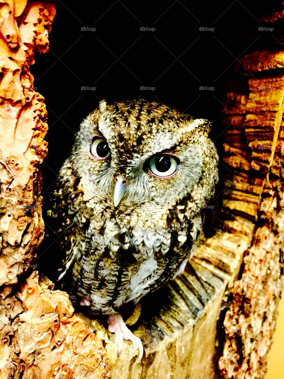 Owl peek . Owl looking 