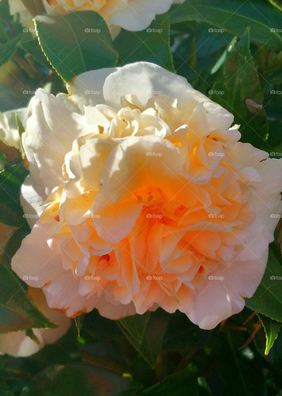 Flower, Leaf, Nature, No Person, Flora