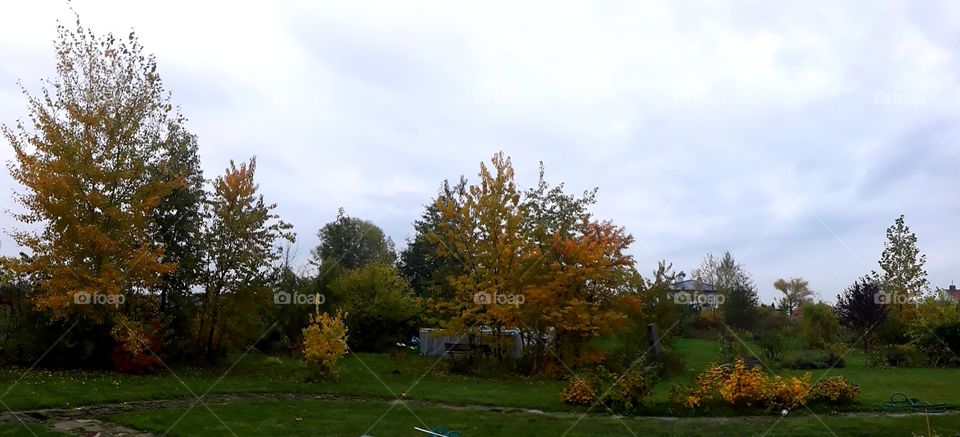 autumn garden in the rainy morning