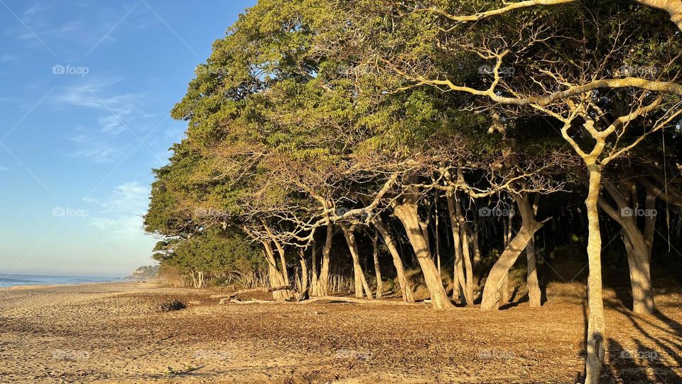 árboles en la playa