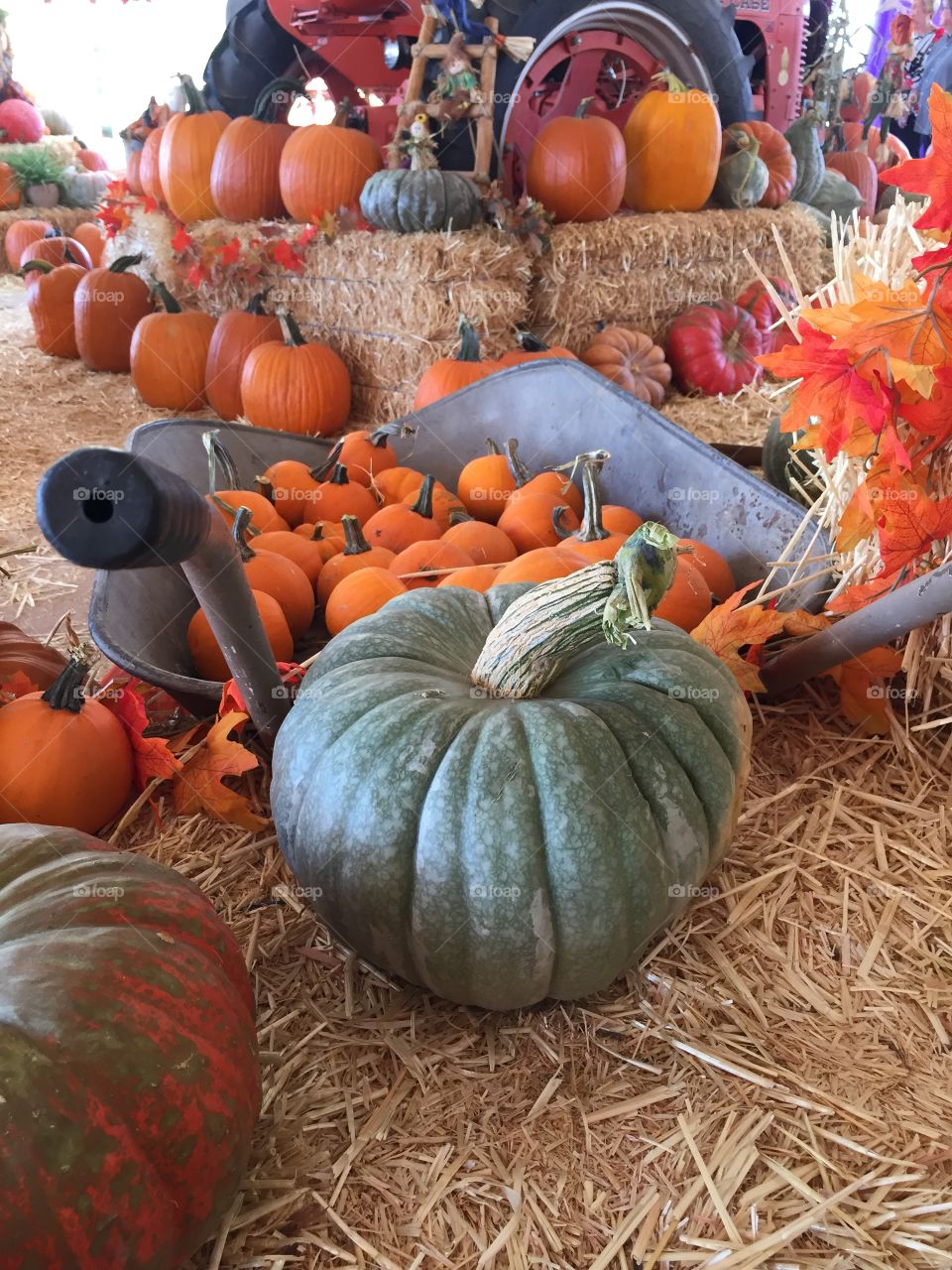 Pumpkins in a wheelbarrow at pumpkin patch 
