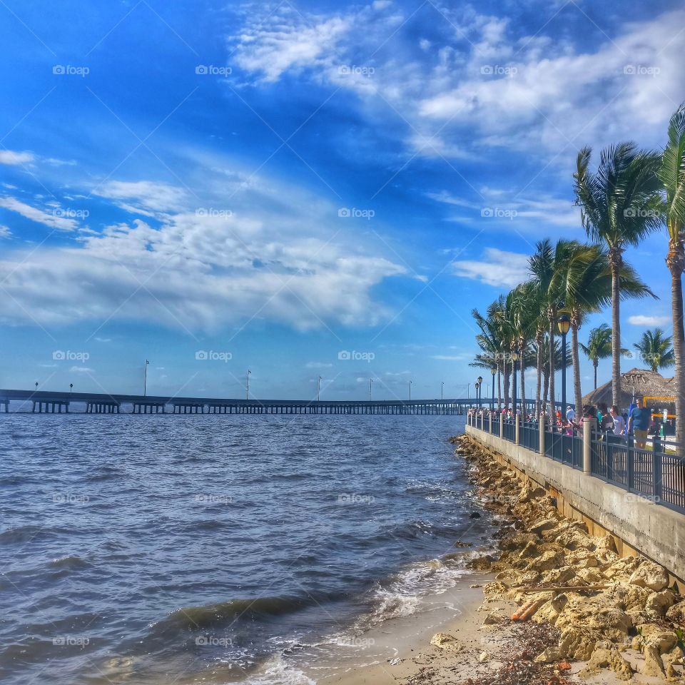 palm trees on the harbor