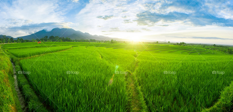 panoramic view rice fields with sunlight in the morning