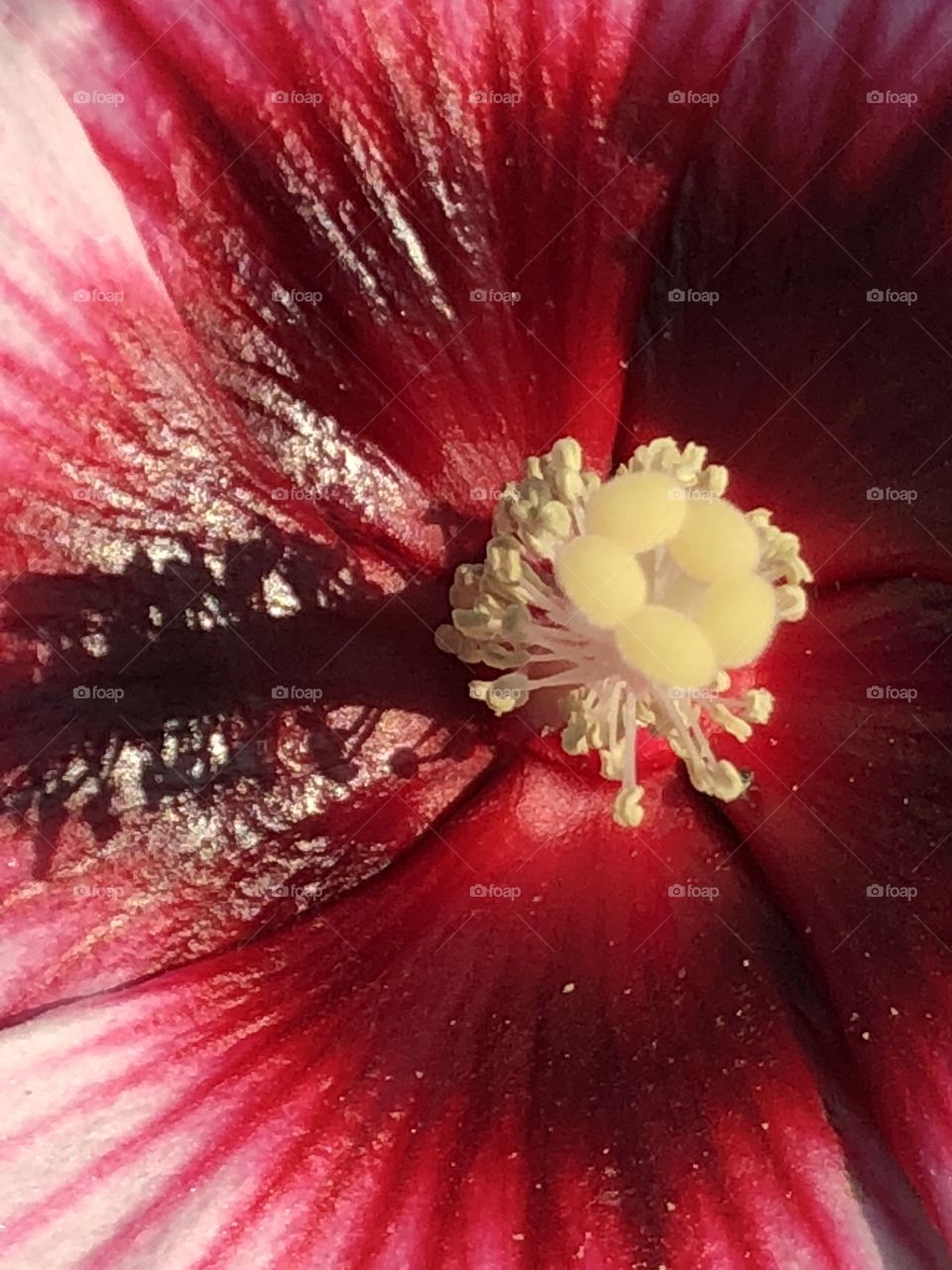 Very closeup of hibiscus 