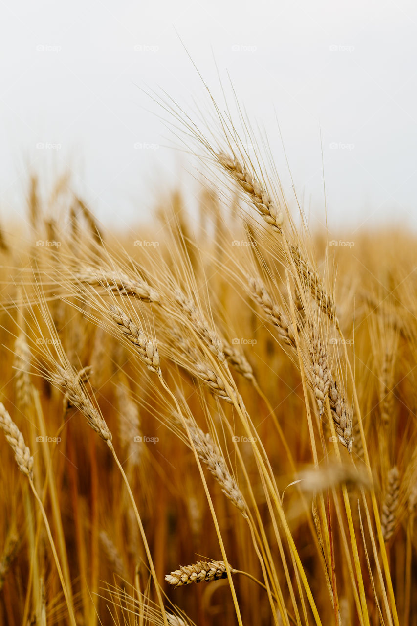 Prairie Wheat. The Wheat is ready to harvest on the prairies of Saskatchewan Canada.