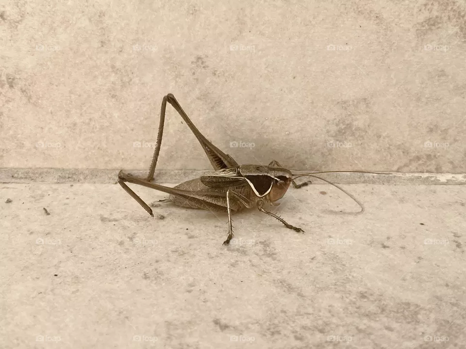 Insect 