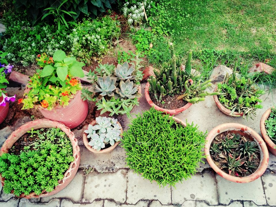 Plant's and Flowerpot