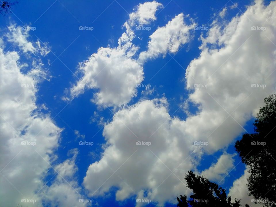 Rabbit clouds