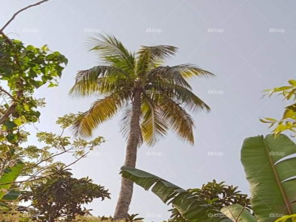Coconut tree