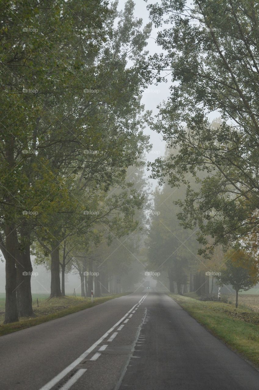 Road, No Person, Asphalt, Tree, Guidance